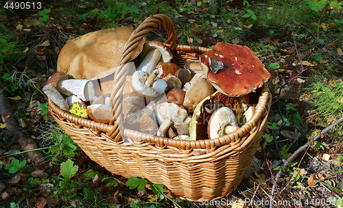 Image of Basket with edible mushrooms