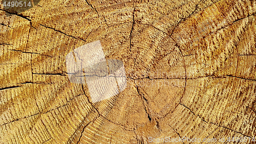 Image of Natural wooden texture with rings and cracks pattern