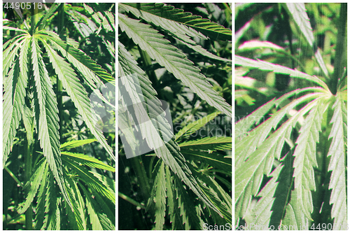 Image of Abstract background with cannabis plant