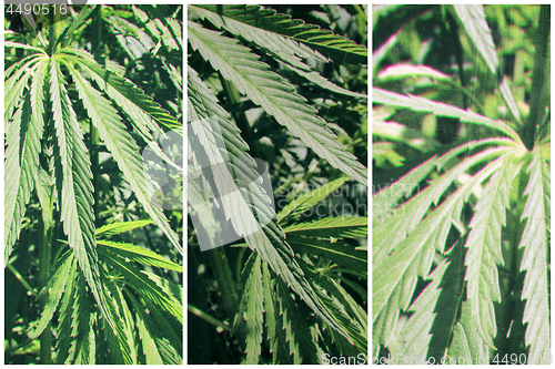 Image of Abstract background with cannabis plant