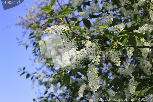 Image of Spring branches of flowering bird cherry