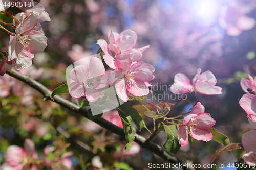 Image of Branches of apple tree with beautiful pink flowers