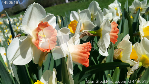 Image of Close-up of beautiful bright Narcissus flowers