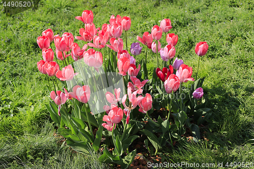 Image of Beautiful bright pink tulips on a green lawn 