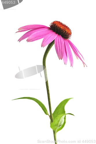 Image of Echinacea purpurea plant