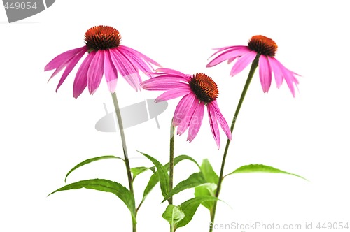 Image of Echinacea purpurea plant
