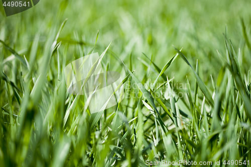 Image of Field of green grass