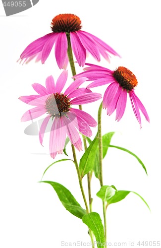 Image of Echinacea purpurea plant