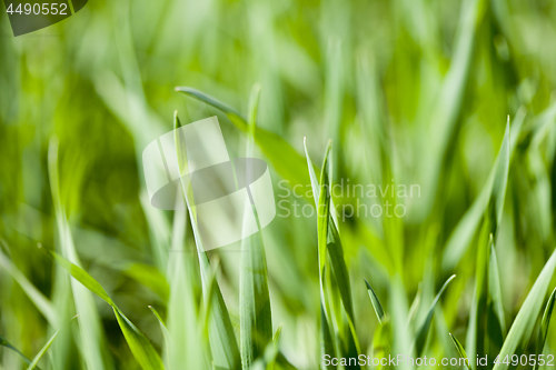 Image of Field of green grass