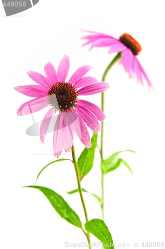 Image of Echinacea purpurea plant