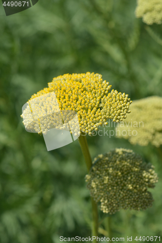 Image of Gold plate yarrow