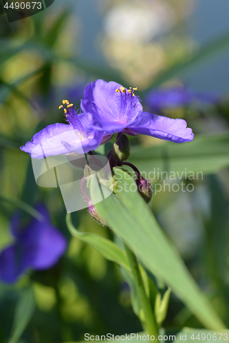 Image of Virginia spiderwort