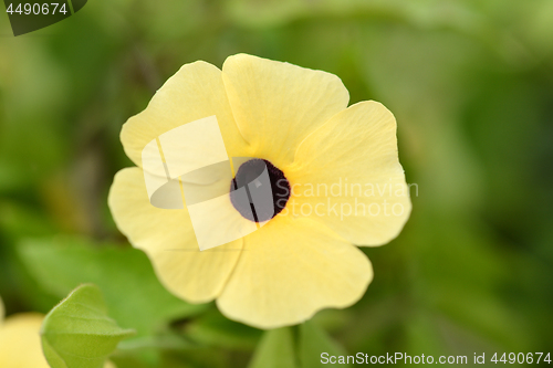 Image of Black-eyed Susan vine