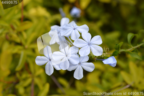 Image of Blue plumbago