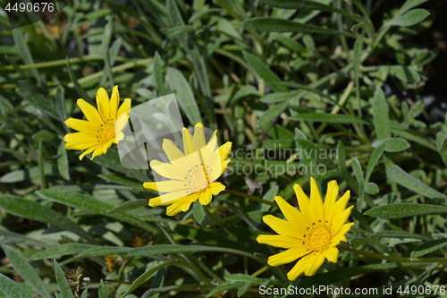 Image of Treasure flower