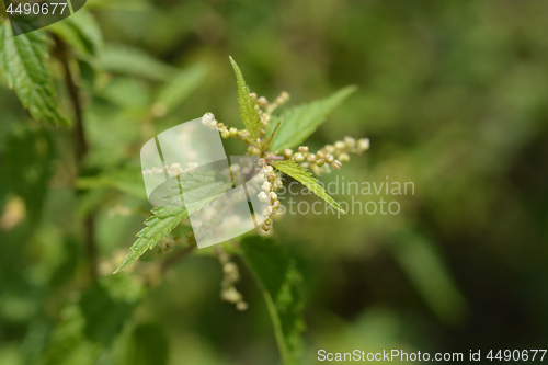 Image of Common nettle