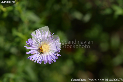 Image of Alpine aster Dunkle Schoene