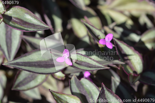 Image of Wandering jew