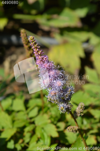 Image of Dwarf Chinese astilbe