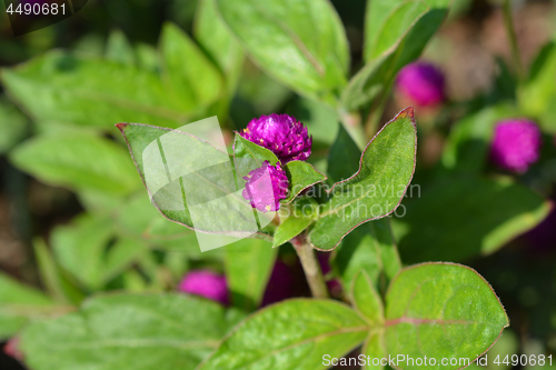 Image of Globe amaranth Violacea