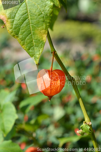 Image of Bladder cherry