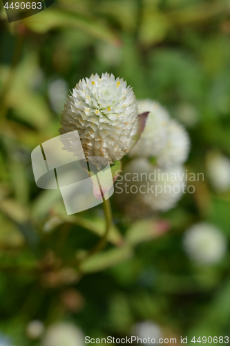 Image of White globe amaranth