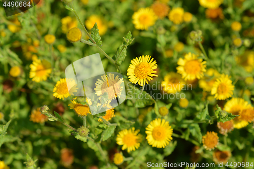 Image of Small fleabane flowers