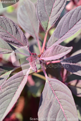 Image of Purple Amaranth Velvet Curtains