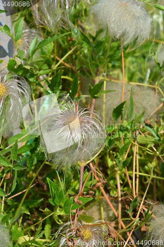 Image of Golden Clematis