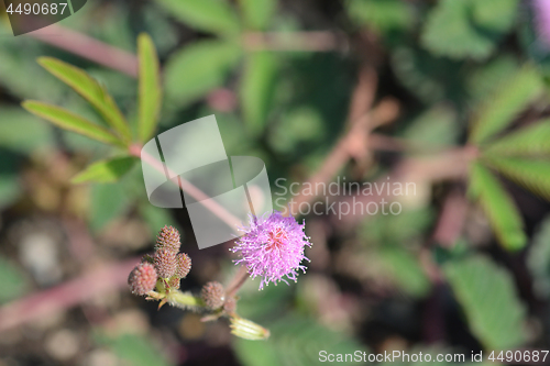 Image of Sensitive plant