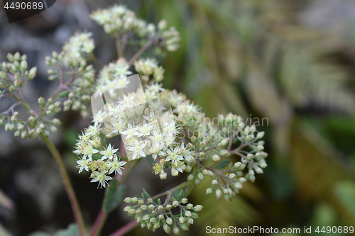 Image of Tallest stonecrop