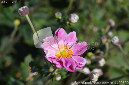 Image of Japanese anemone Koenigin Charlotte