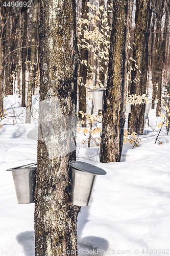 Image of Spring forest during maple sap collection