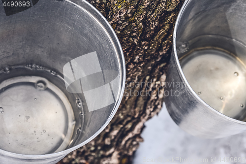 Image of Buckets with maple sap collected from trees