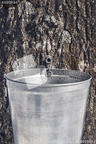Image of Pail attached to a maple tree to collect sap