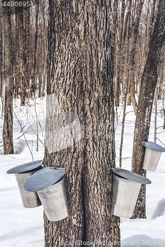 Image of Maple syrup production season