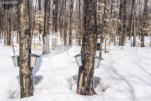 Image of Traditional maple syrup production in Quebec