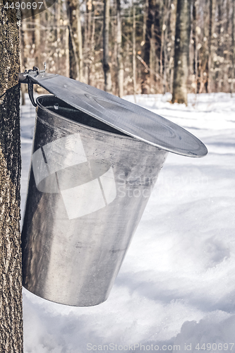 Image of Metal bucket on a tree collecting maple sap