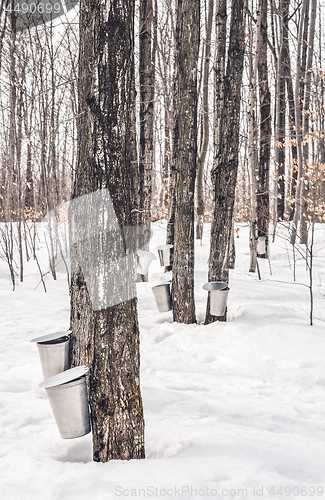 Image of Traditional maple syrup production