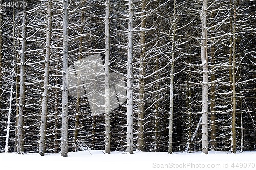 Image of Tree trunks in winter