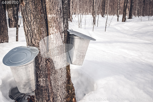 Image of Collecting sap from trees to produce maple syrup