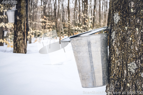 Image of Maple sap dripping into a metal pail