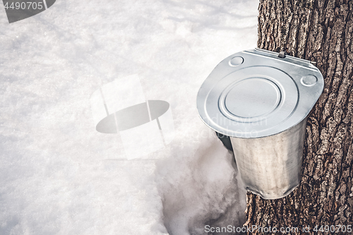 Image of Metal pail attached to a tree to collect maple sap