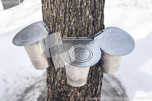 Image of Three pails attached to a maple tree to collect sap