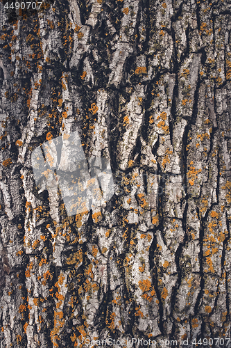 Image of Mossy tree bark texture