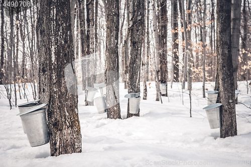 Image of Maple syrup production in Quebec