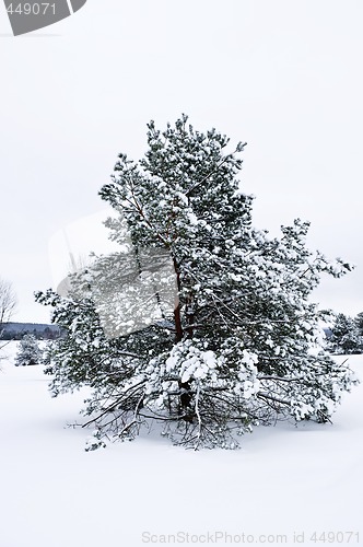 Image of Winter landscape