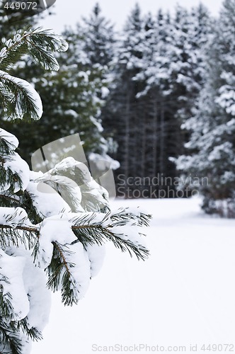 Image of Winter landscape