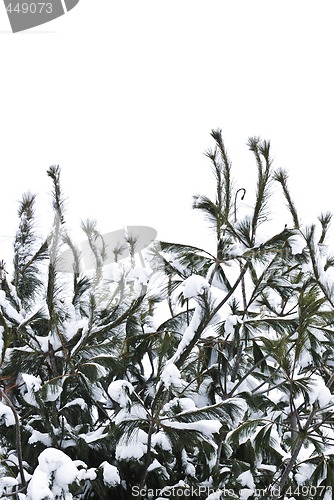 Image of Winter branches