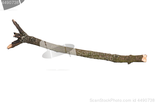 Image of Dry tree branch on white